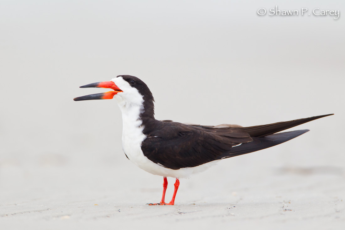 Black Skimmer