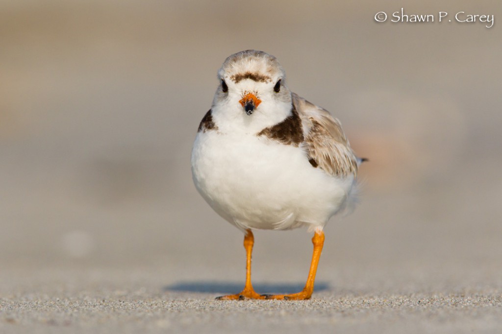 Piping Plover