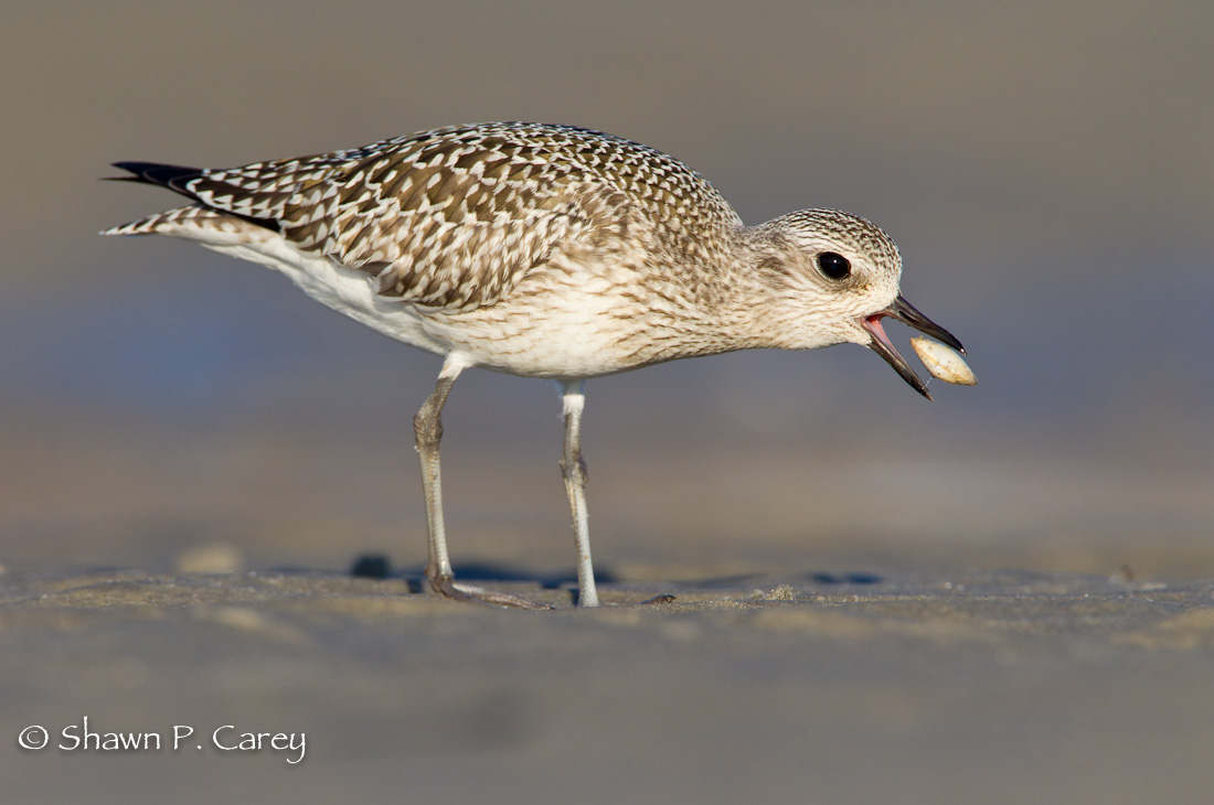 Black-bellied Plover