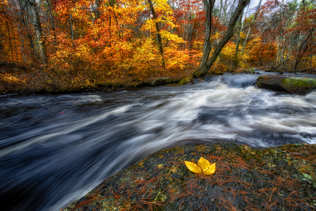 The Yellow Leaf