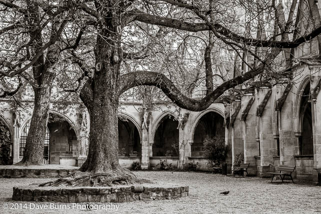 Trees and Cloisters in St. Severin