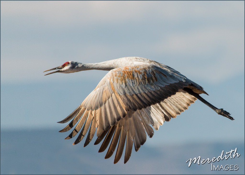 Sandhill Crane - web