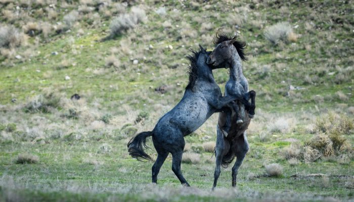 Hunt’s Photo Adventure: Wild Horses in Utah
