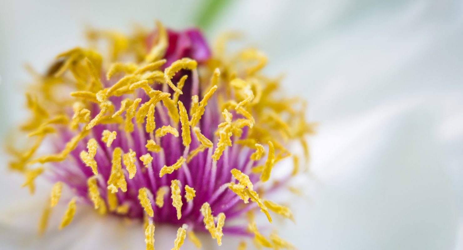 Capture to Print: Flowers and Macro