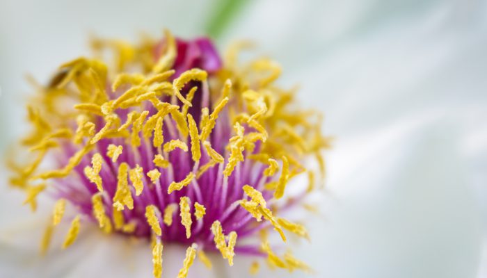 Capture to Print: Flowers and Macro